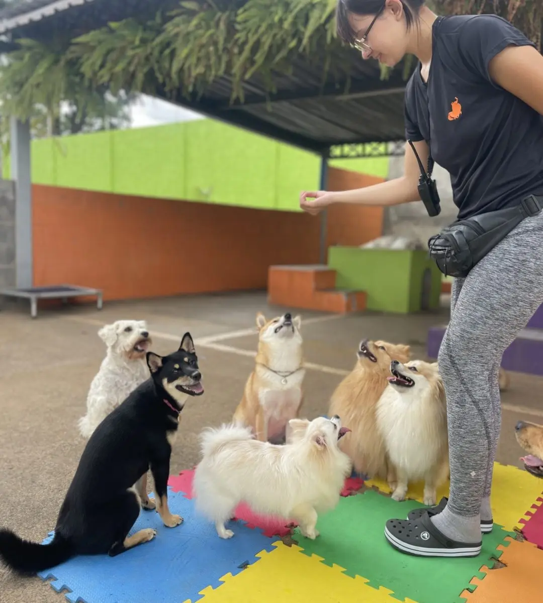 Monitora conduzindo um grupo de cães pequenos