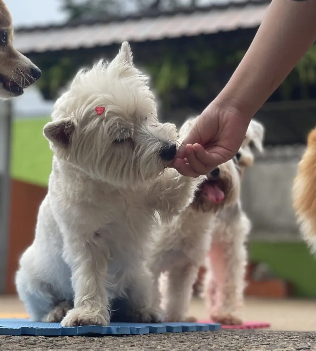 Monitor treinado avaliando um cão pequeno individualmente