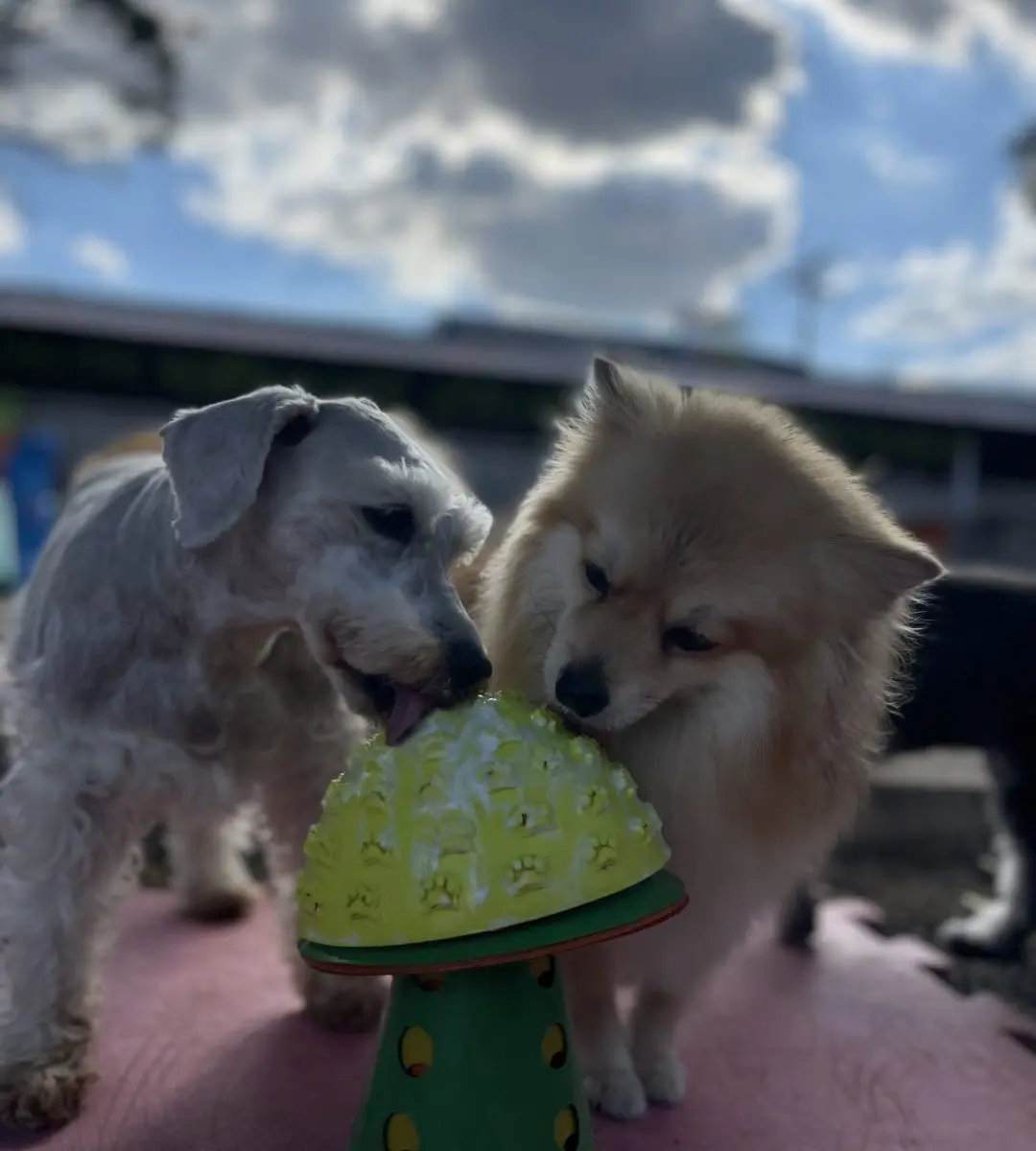 Dois cães pequenos interagindo sob supervisão