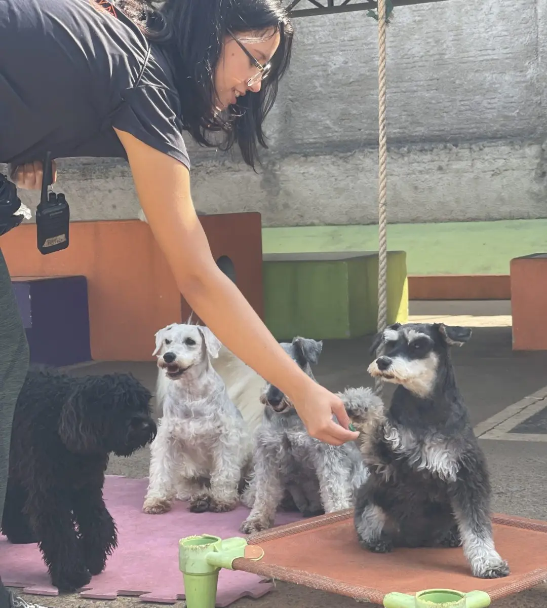 Profissional conduzindo o manejo de um grupo de cães pequenos