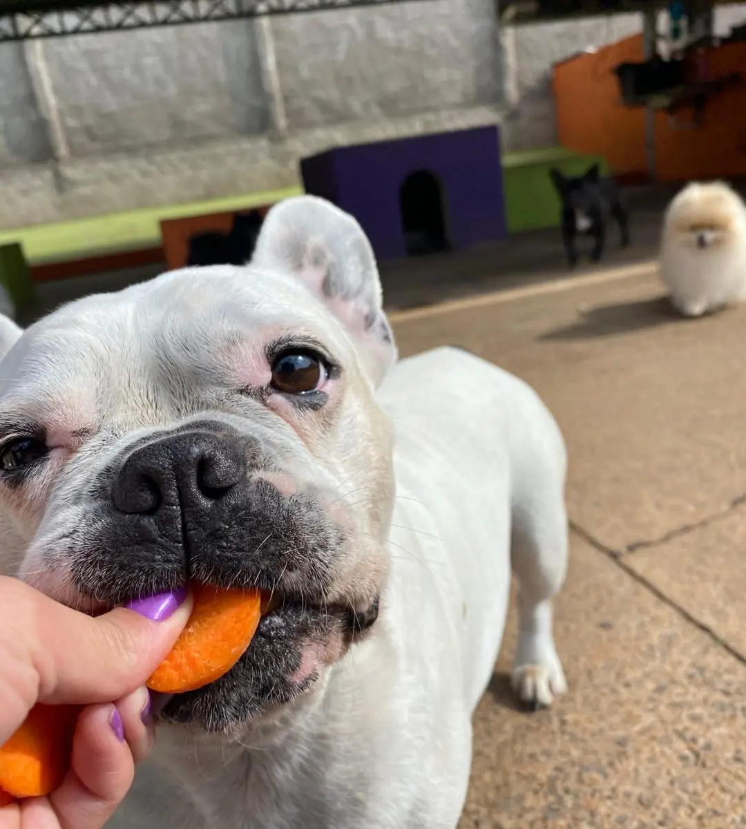 Cuidadora dando um petisco na mão para um cão pequeno