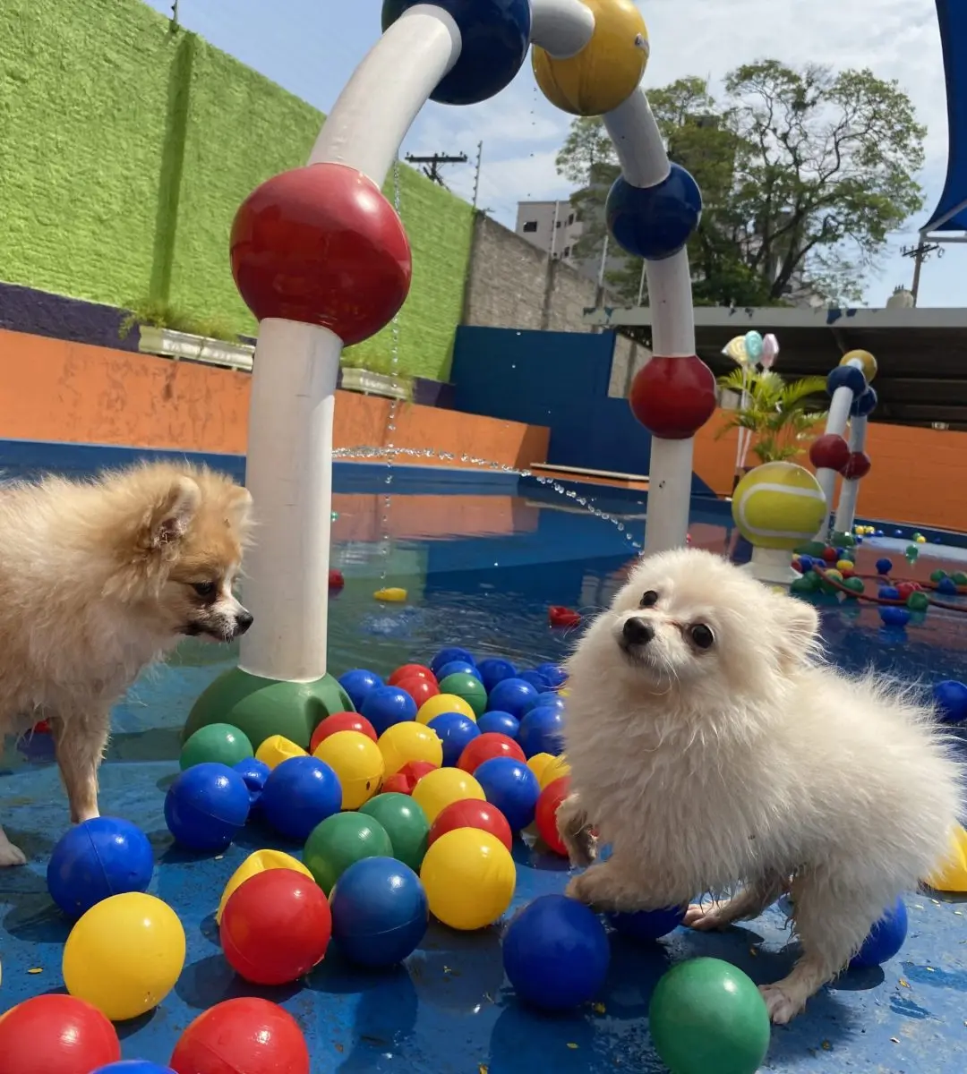 Dois cães pequenos brincando juntos sob supervisão