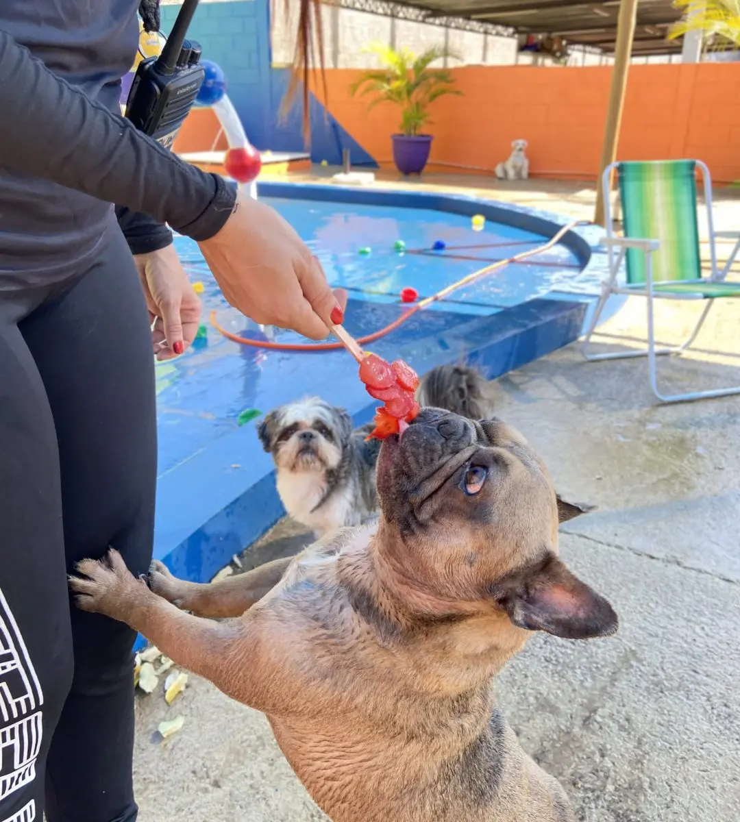 Cão pequeno recebendo atenção individual da cuidadora