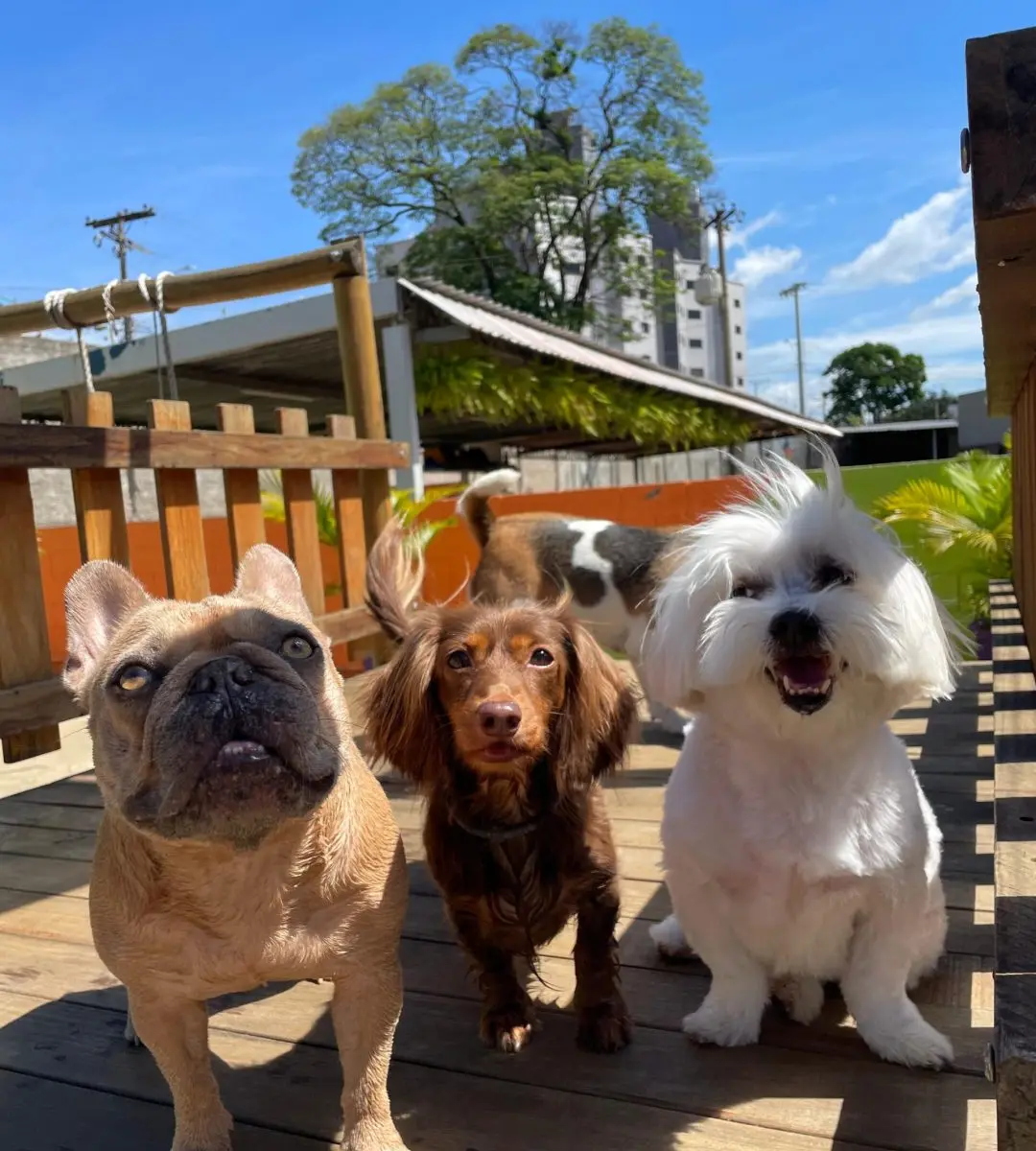 Três cães pequenos na área externa da My Dog Lazer