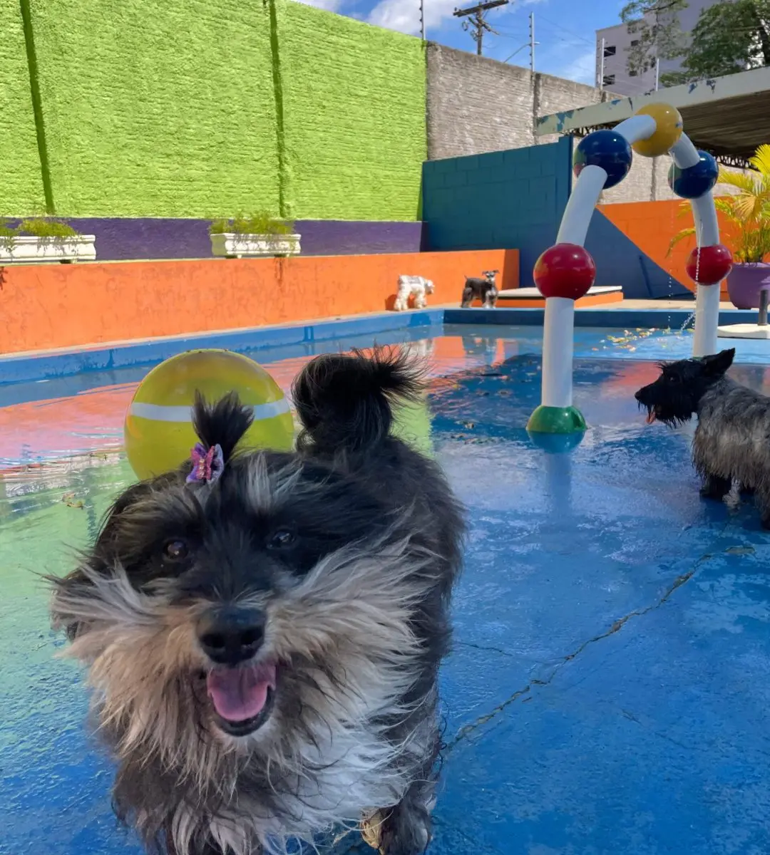 Cães pequenos na piscina com espaço de sobra